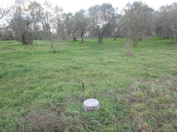 Terreno con oliveto e pozzo 